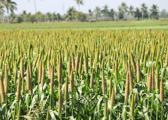 lovely-view-millet-stallks-sorghum
